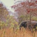 Eléphant (1)