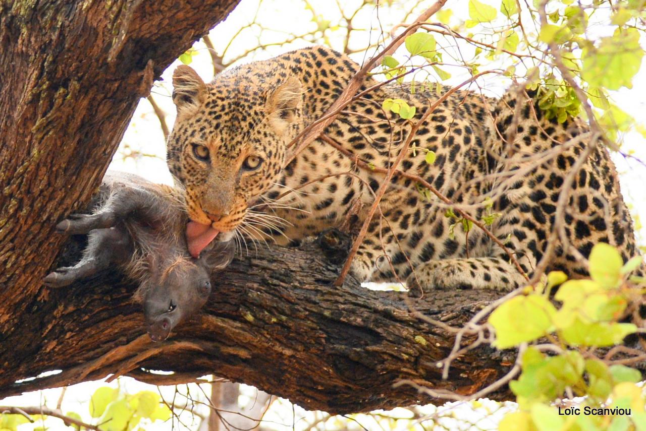 Repas de léopard (3)