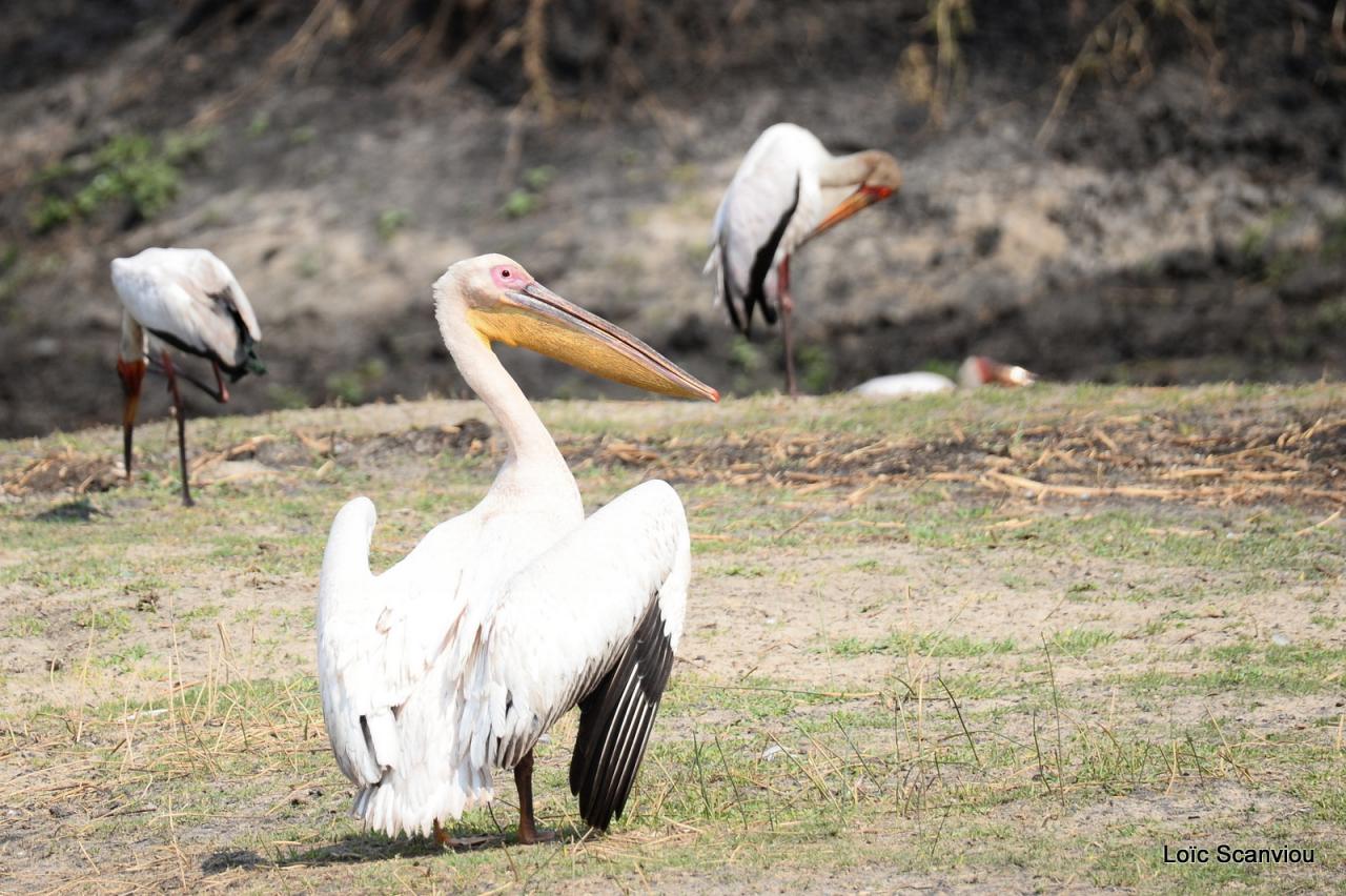 Pélican blanc/Great White pelican (3)