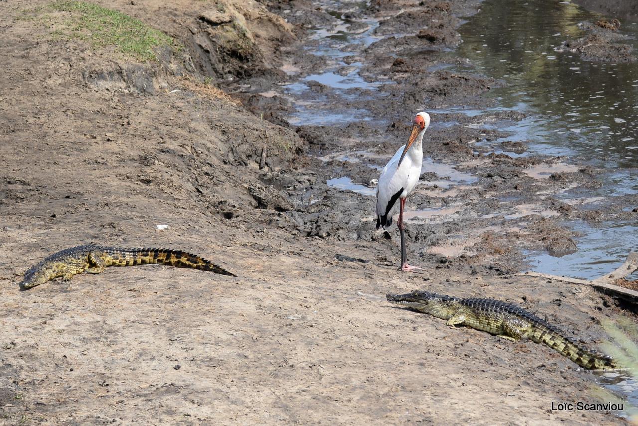 Tantale ibis et crocodile (1)