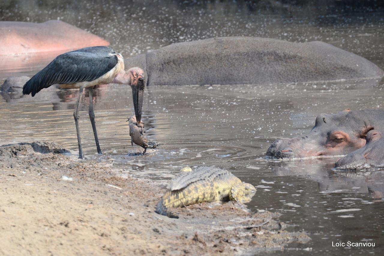 Marabout, crocodile et hippo (1)