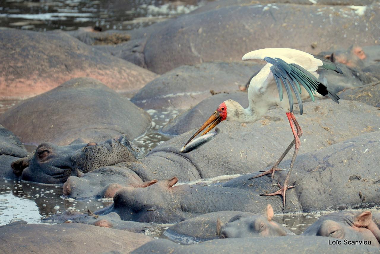 Tantale ibis et hippopotames (3)