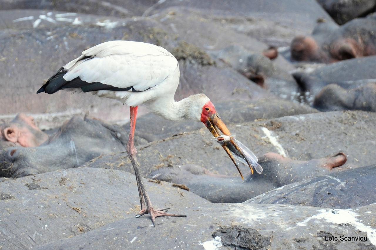 Tantale ibis et hippopotames (4)