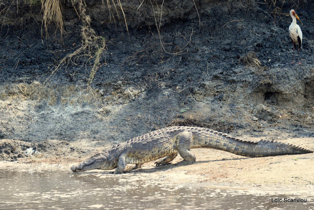 Crocodile (4)
