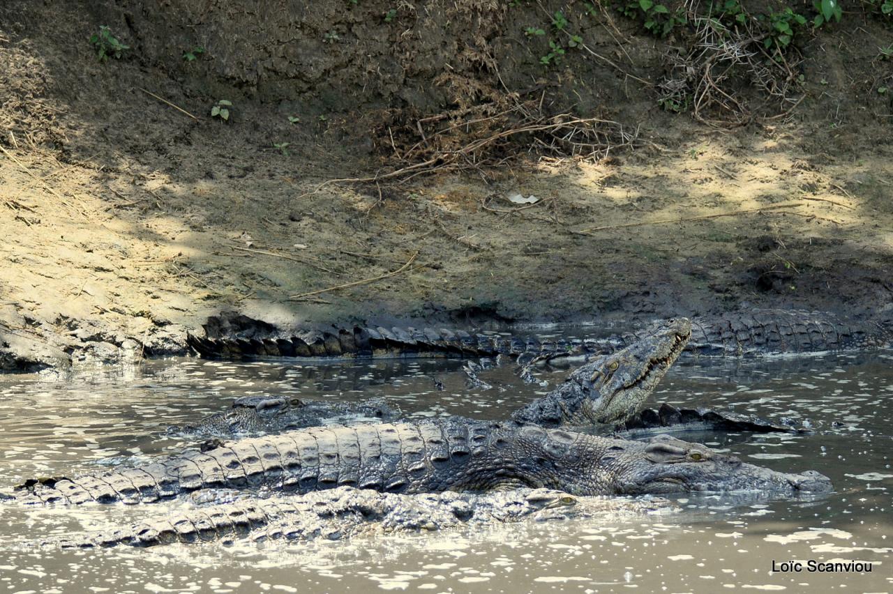 Crocodile (7)