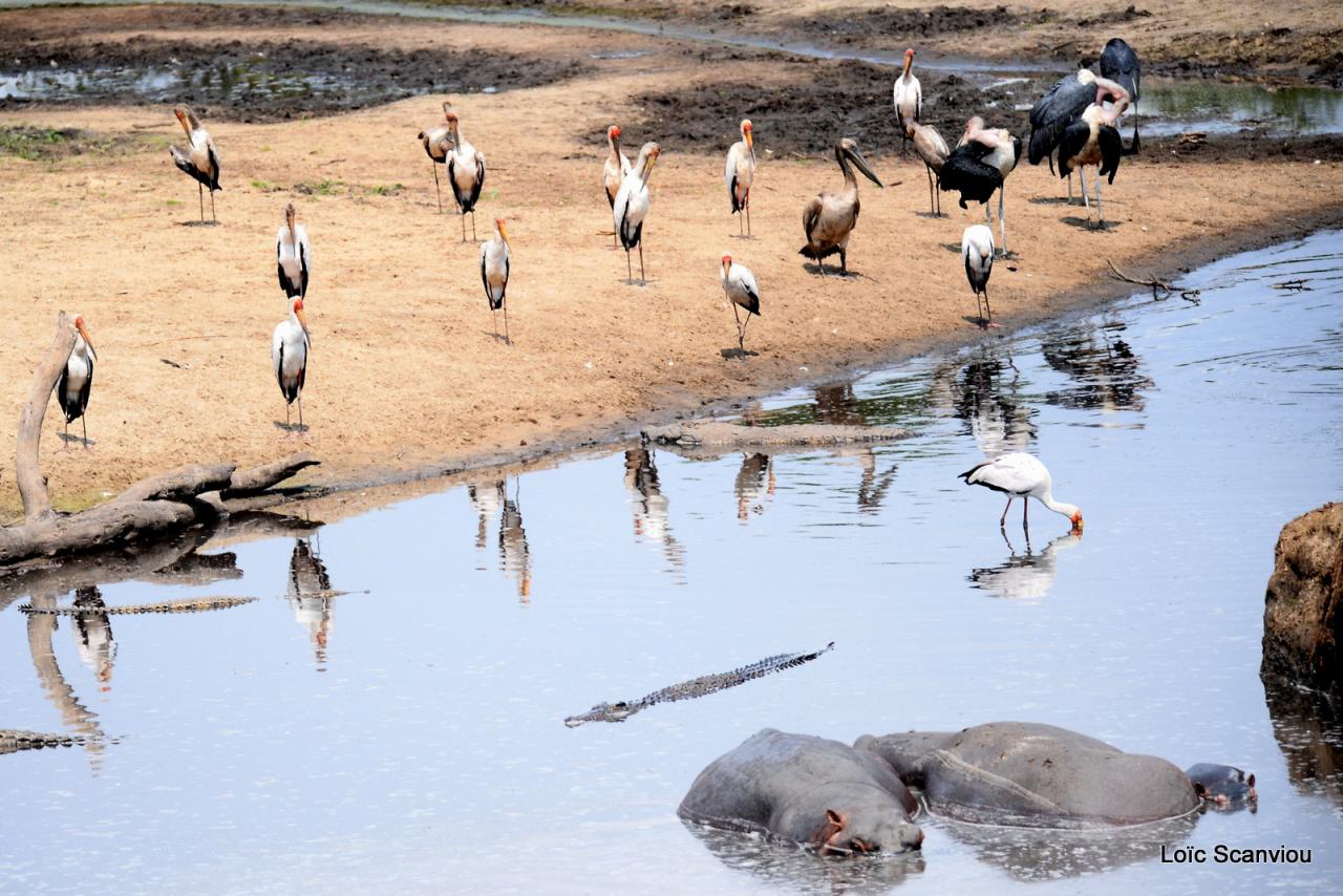 Tantale ibis, marabout, hippos et crocodile (2)