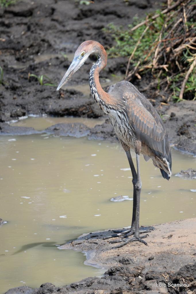 Héron goliath/Goliath Heron (1)