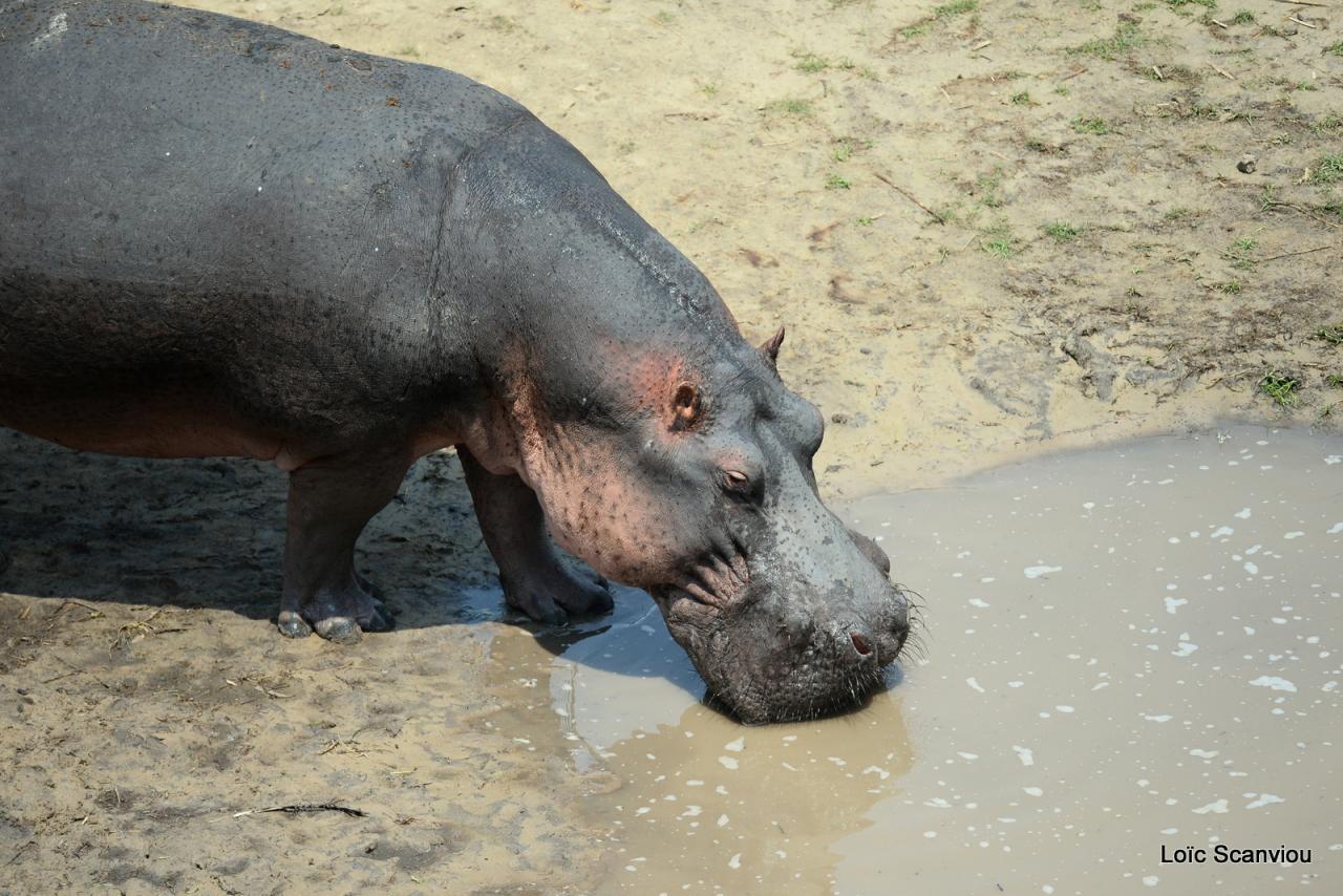 Hippopotame/Hippopotamus (14)