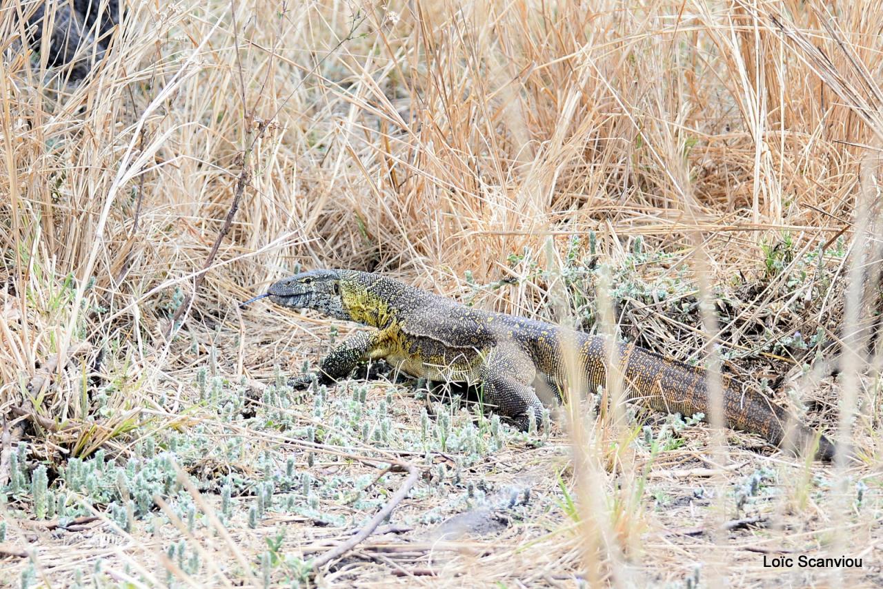 Varan du Nil/African monitor (2)