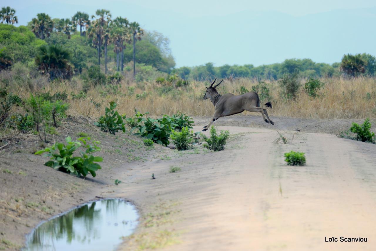Eland du Cap/Cape Eland (1)