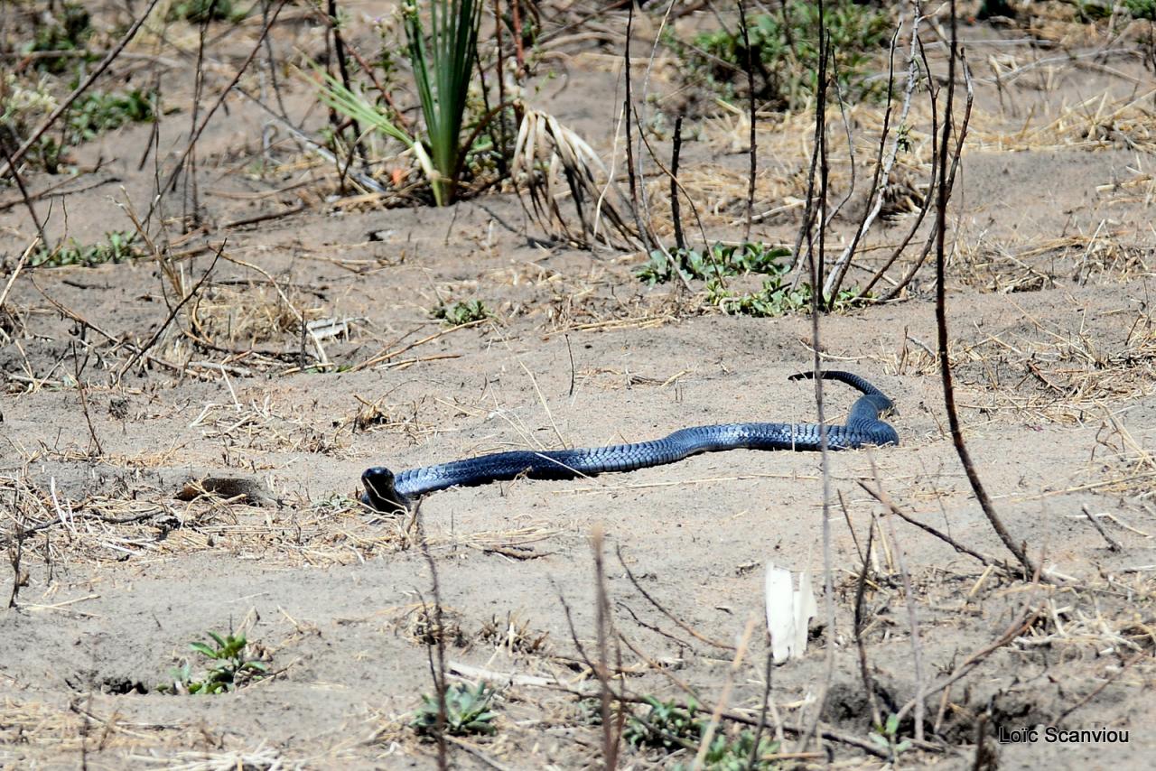 Cobra cracheur/Spitting cobra (1)