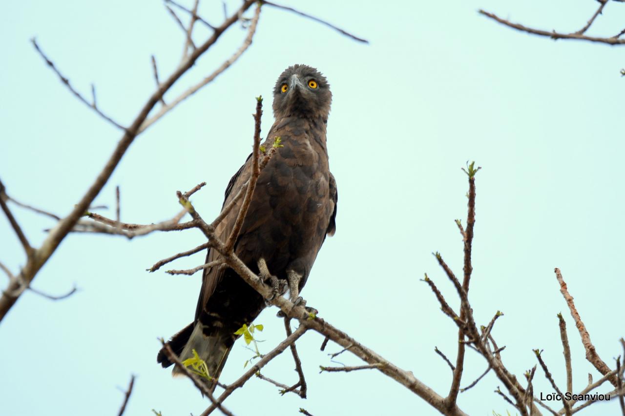Circaète brun/Brown Snake-Eagle (1)