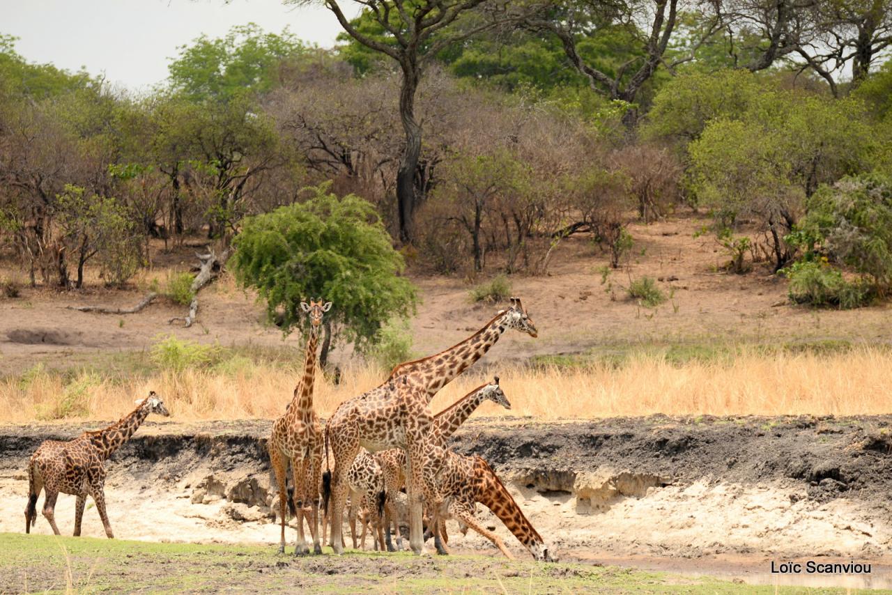 Girafe/Giraffe (5)