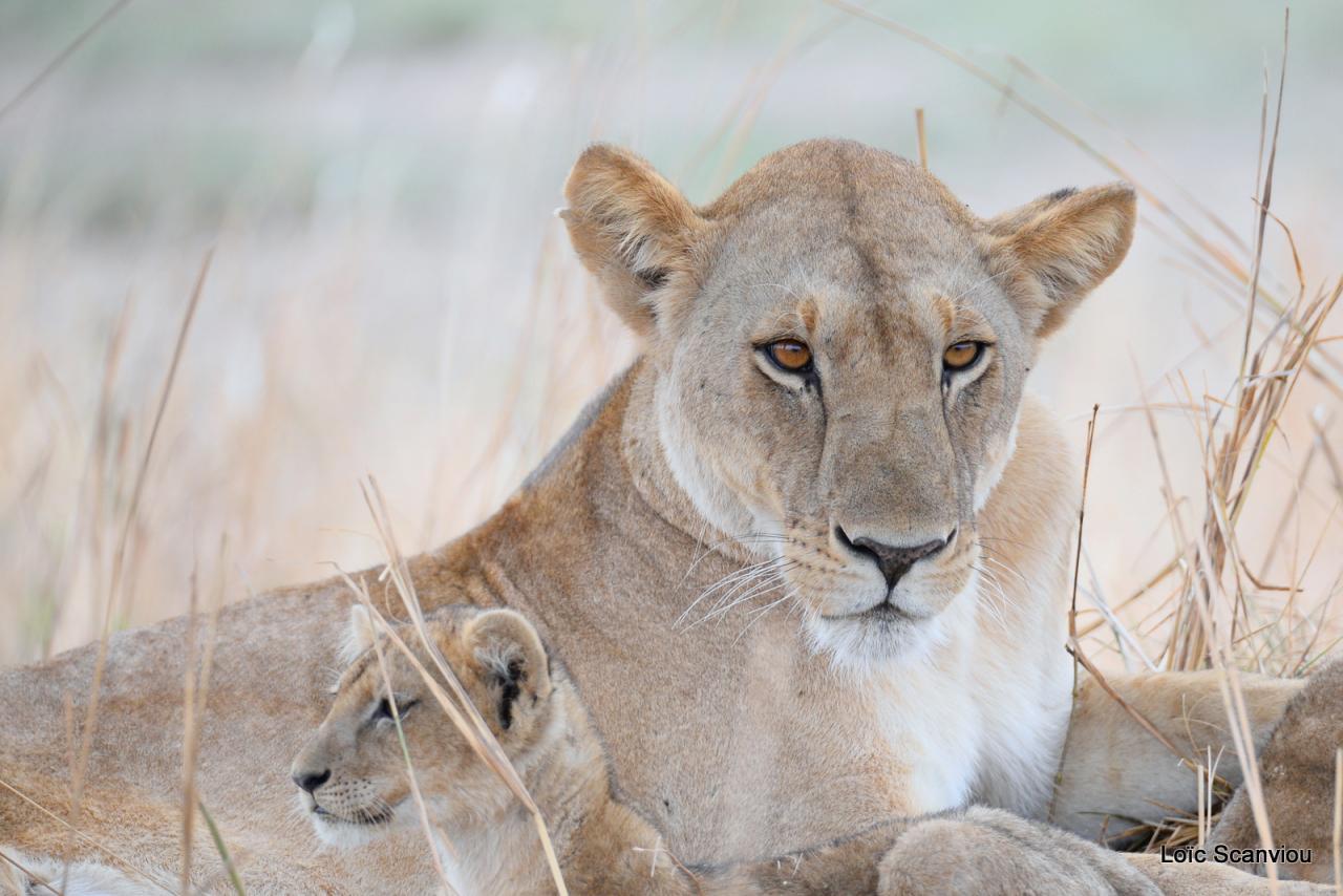 Lion (10)
