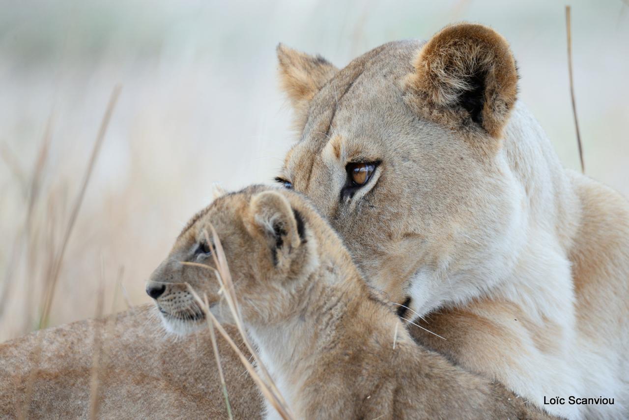 Lion (11)
