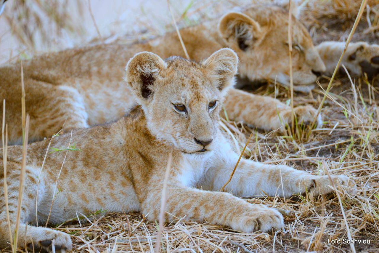 Lion (12)