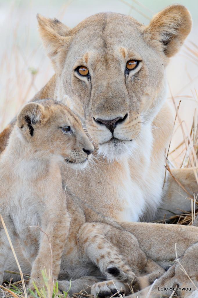 Lion (13)