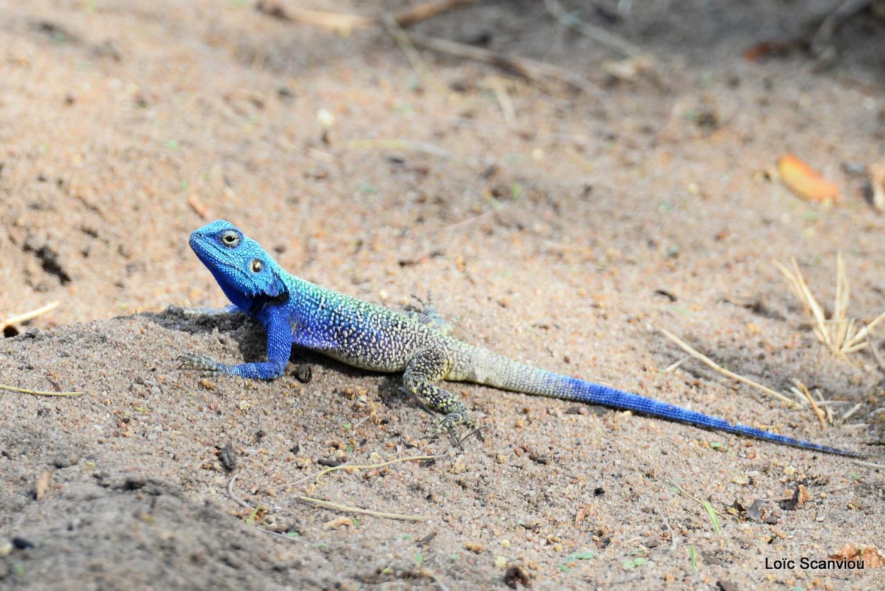 Agame/Agama Lizard (1)