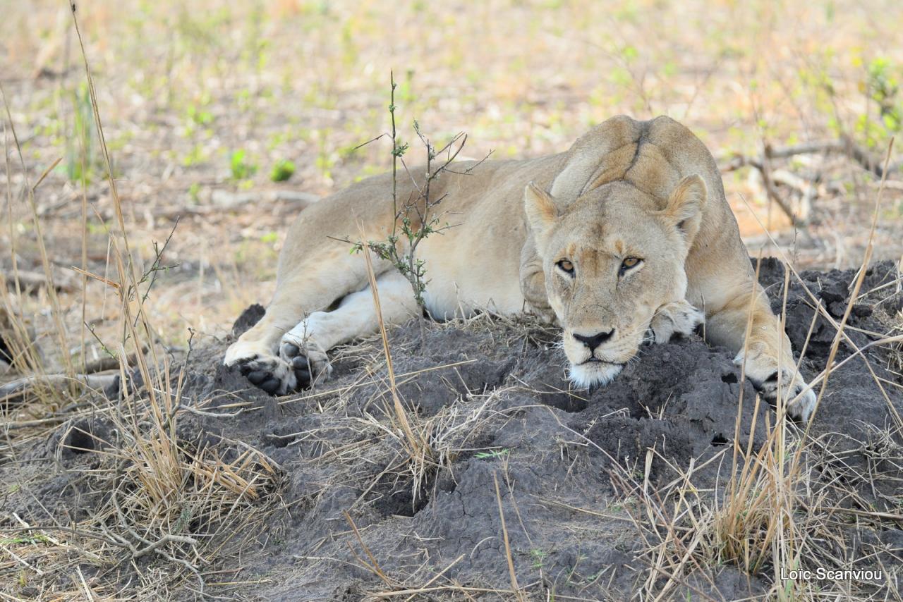 Lion (14)