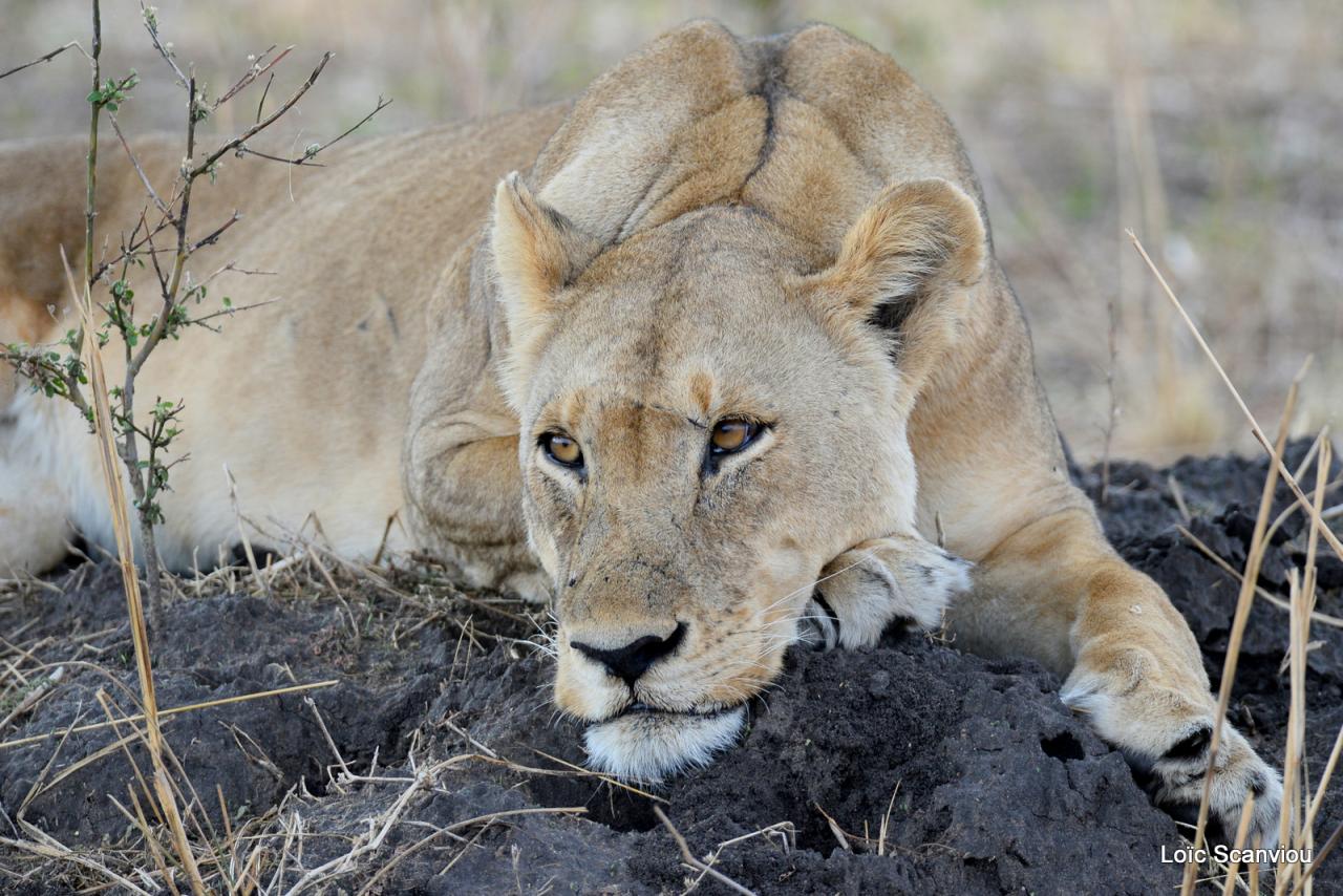 Lion (15)