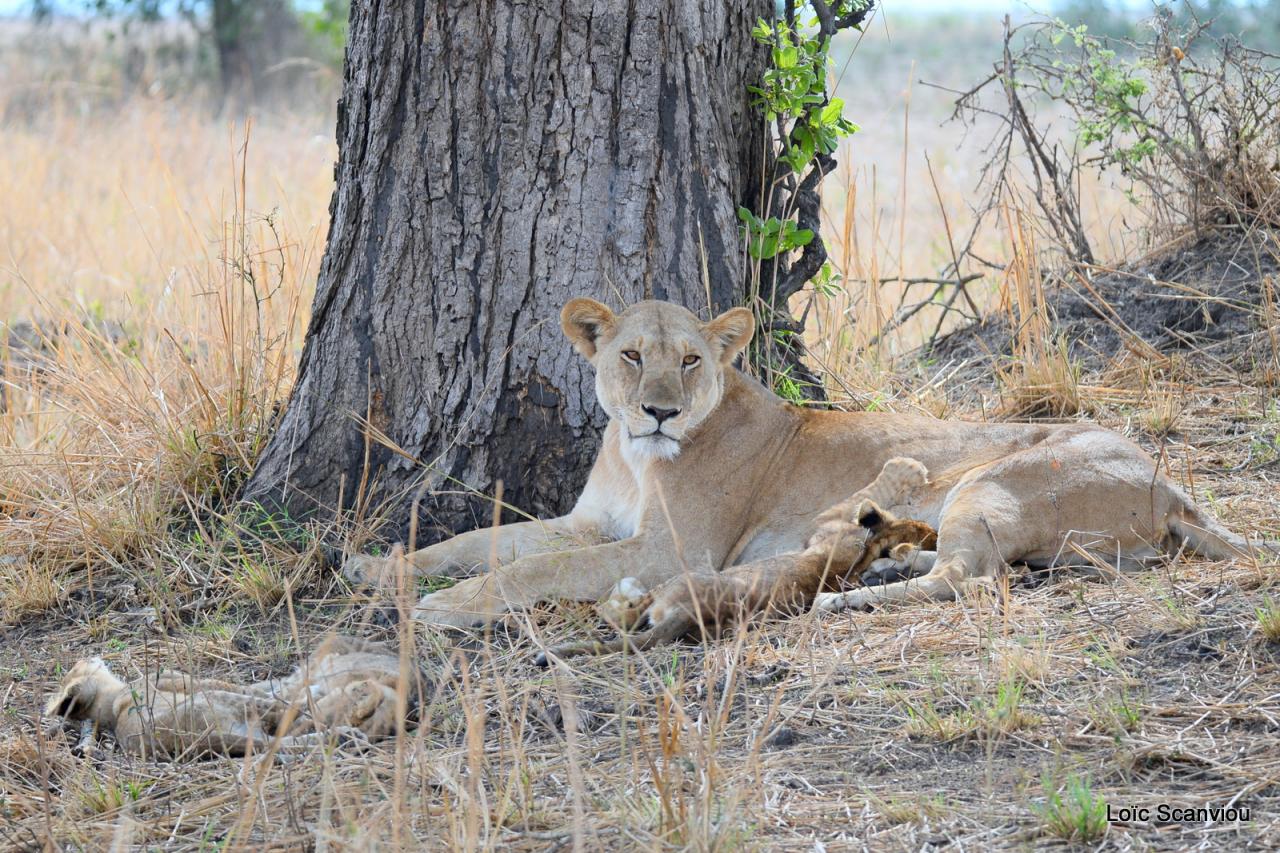 Lion (16)