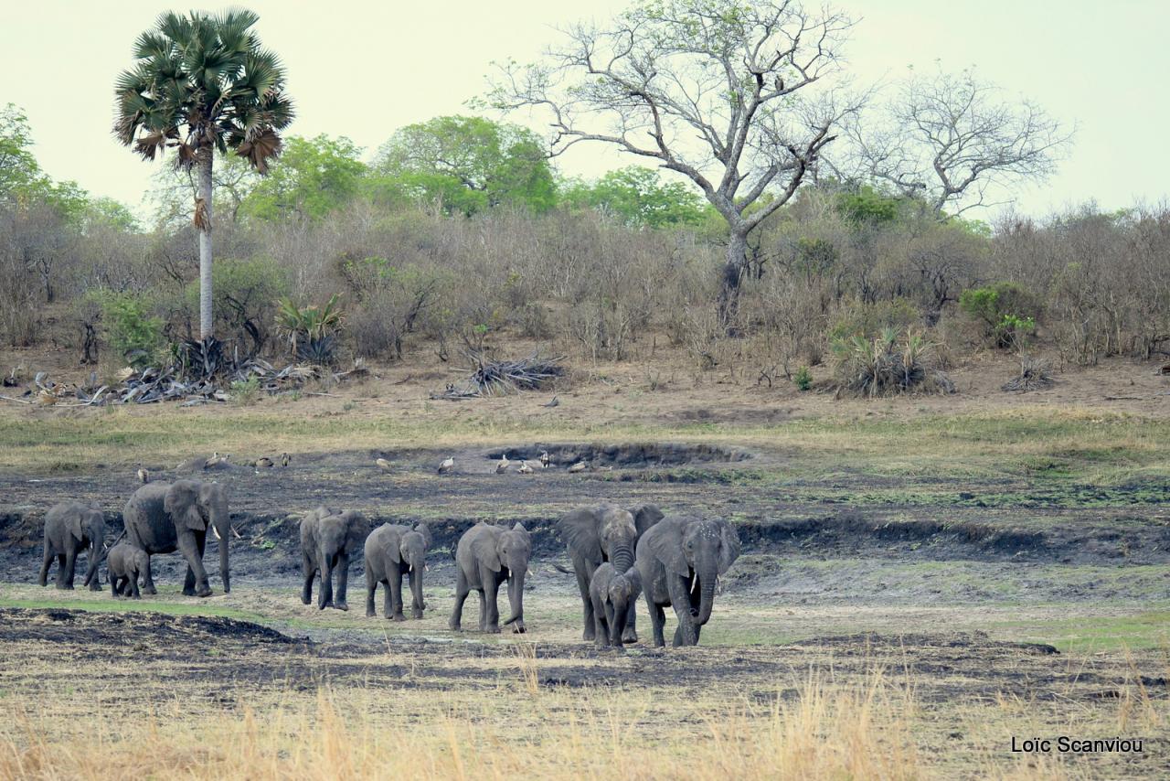 Eléphant (7)