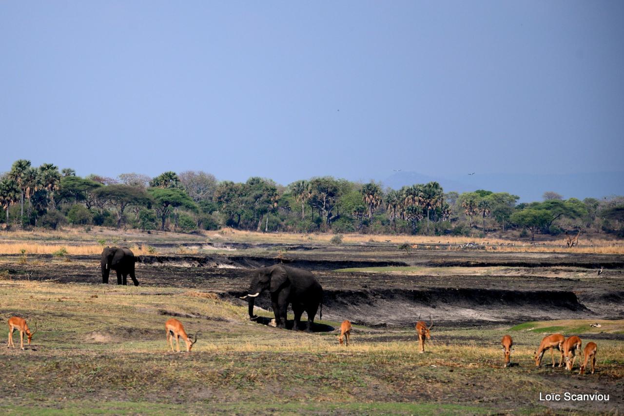 Eléphants et impalas