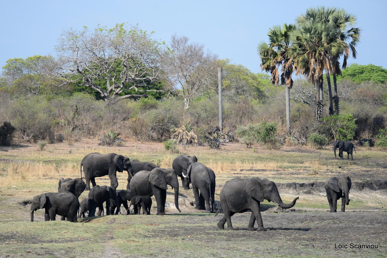 Eléphant (9)