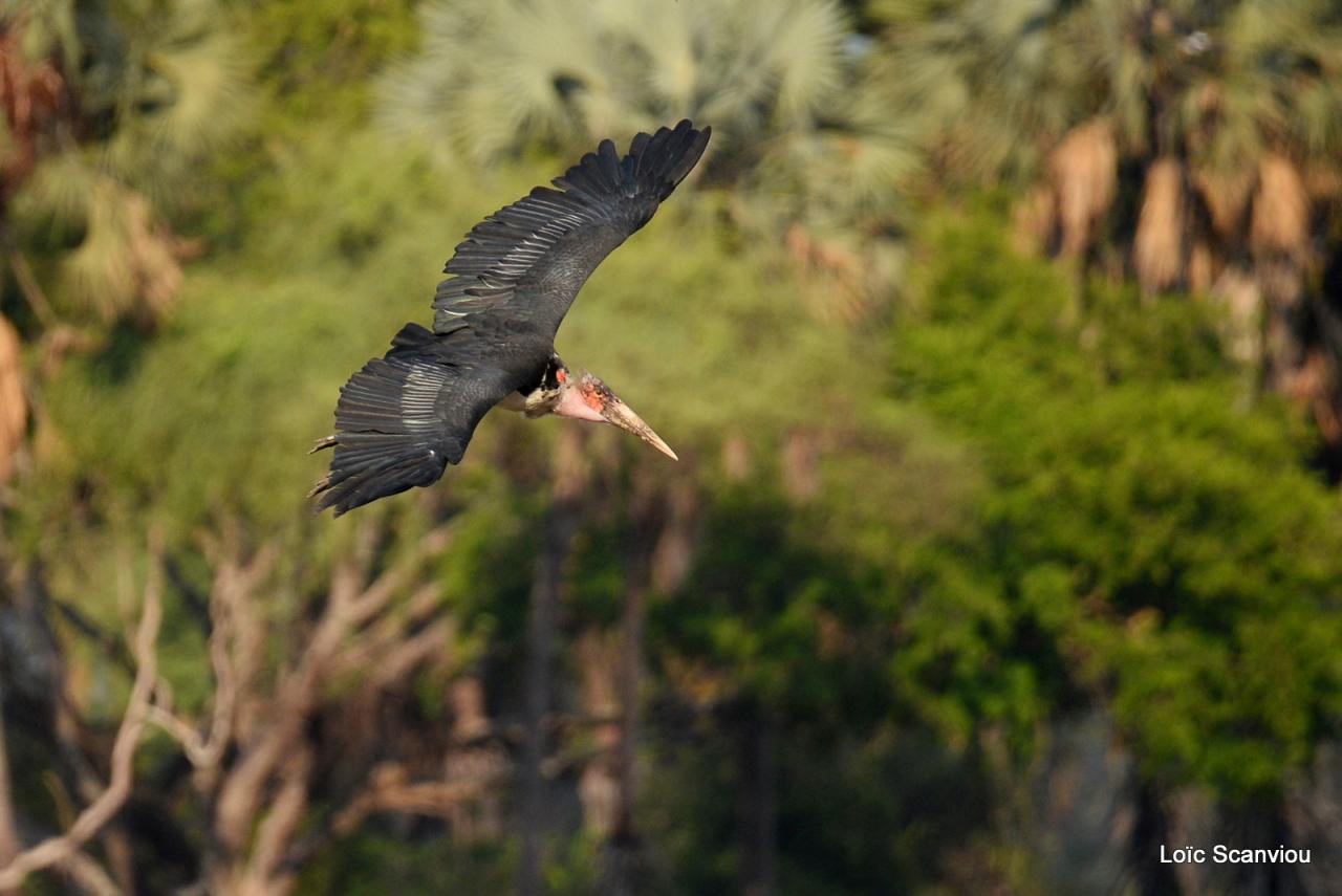 Marabout/Marabou Stork (3)