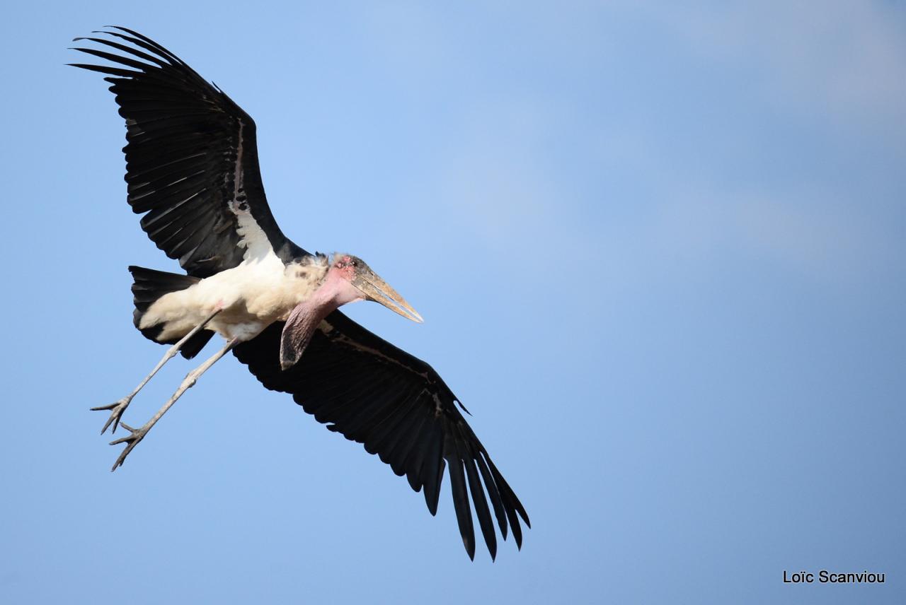 Marabout/Marabou Stork (4)