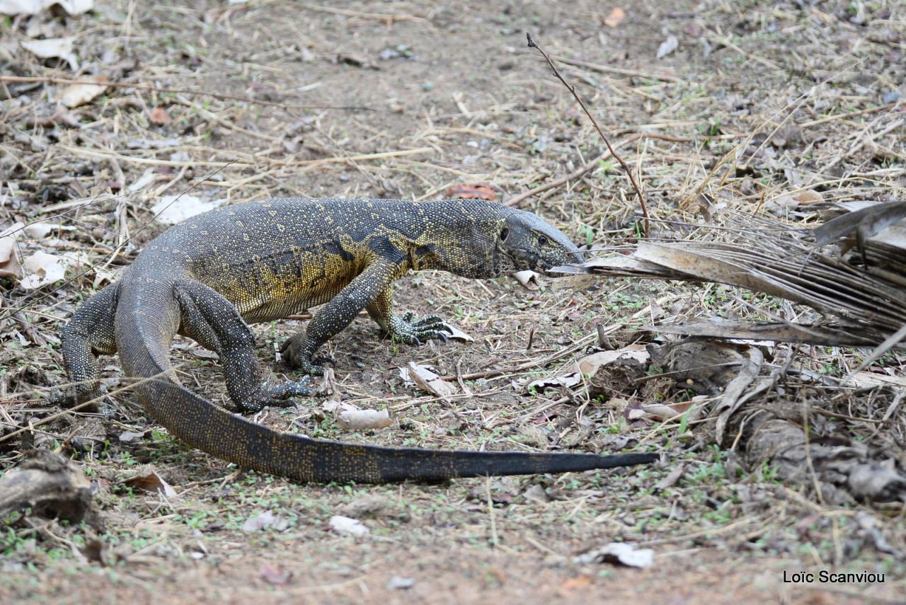 Varan du Nil/African monitor (3)