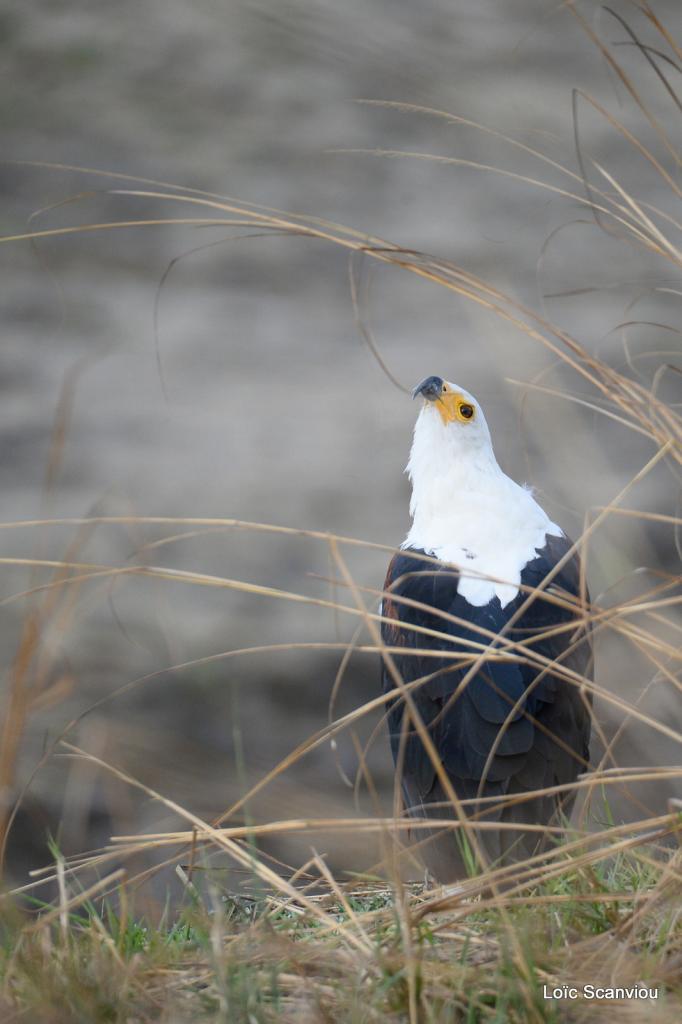 Aigle vocifère/African Fish Eagle (2)