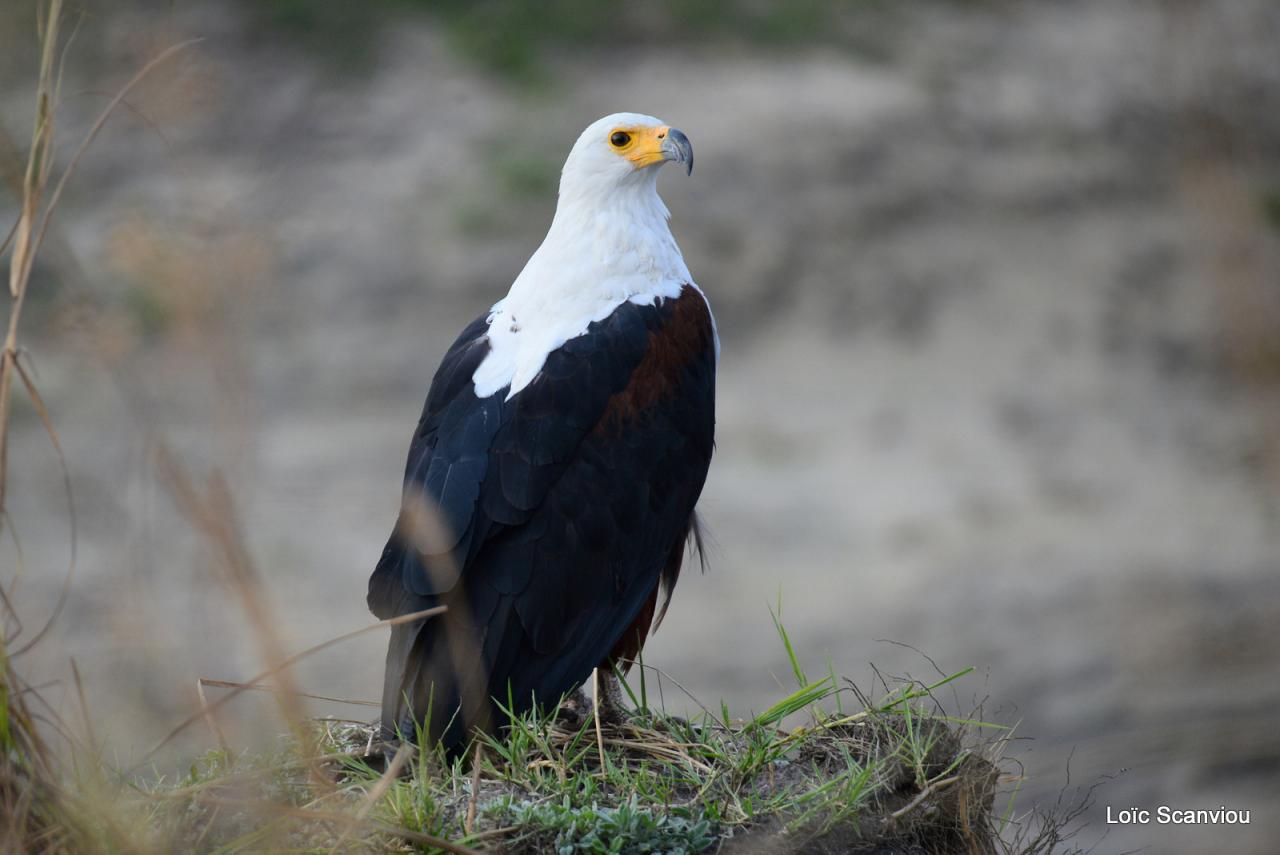 Aigle vocifère/African Fish Eagle (3)