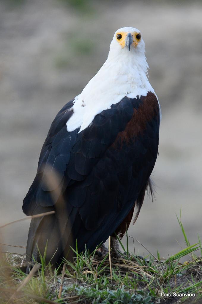 Aigle vocifère/African Fish Eagle (4)