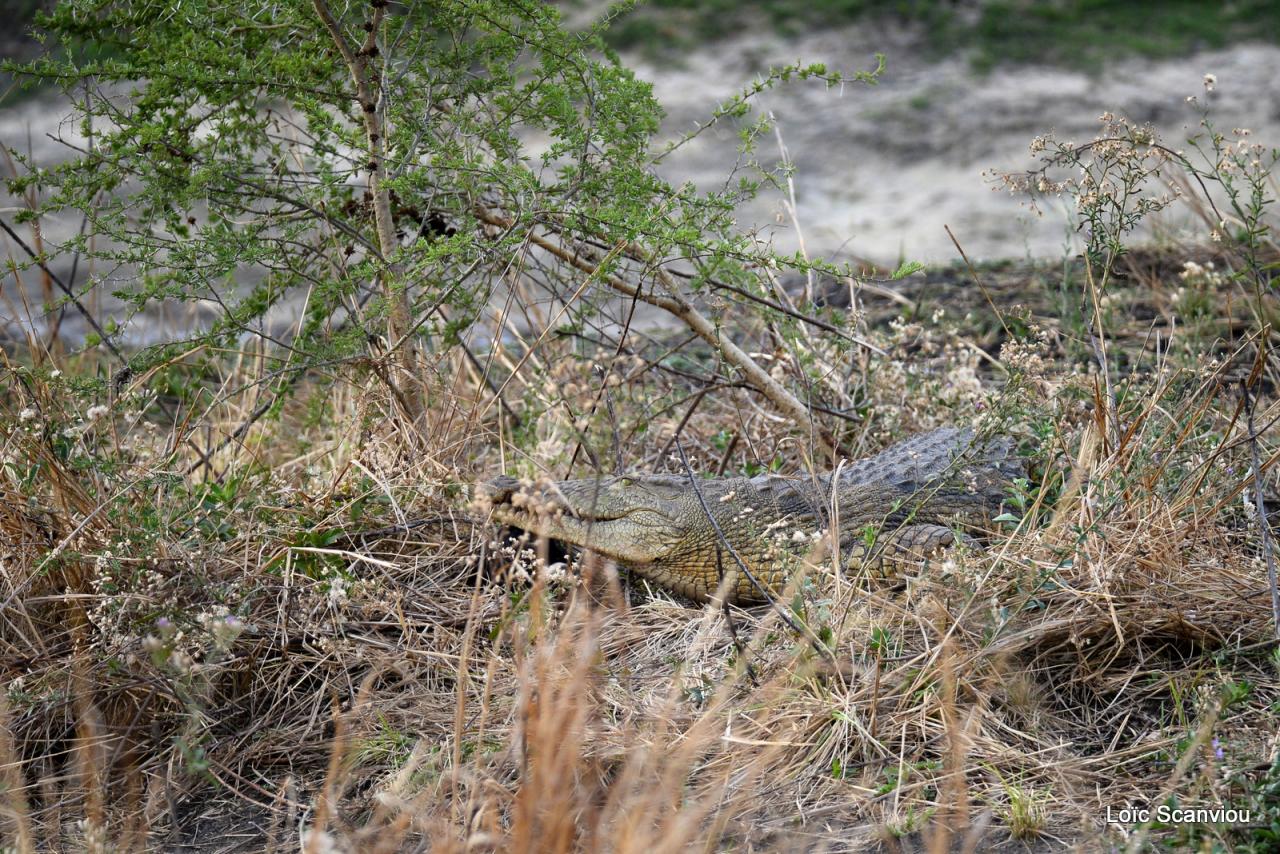 Crocodile (8)