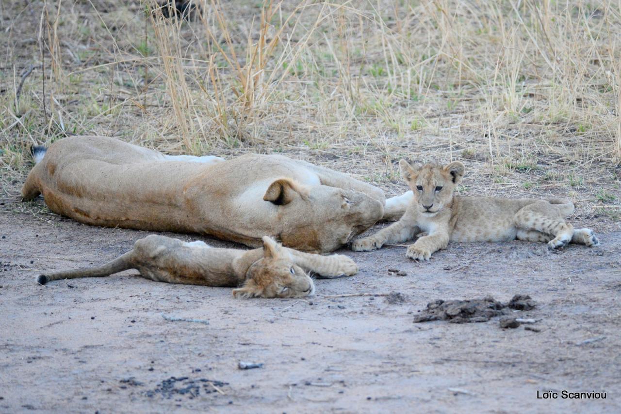 Lion (18)
