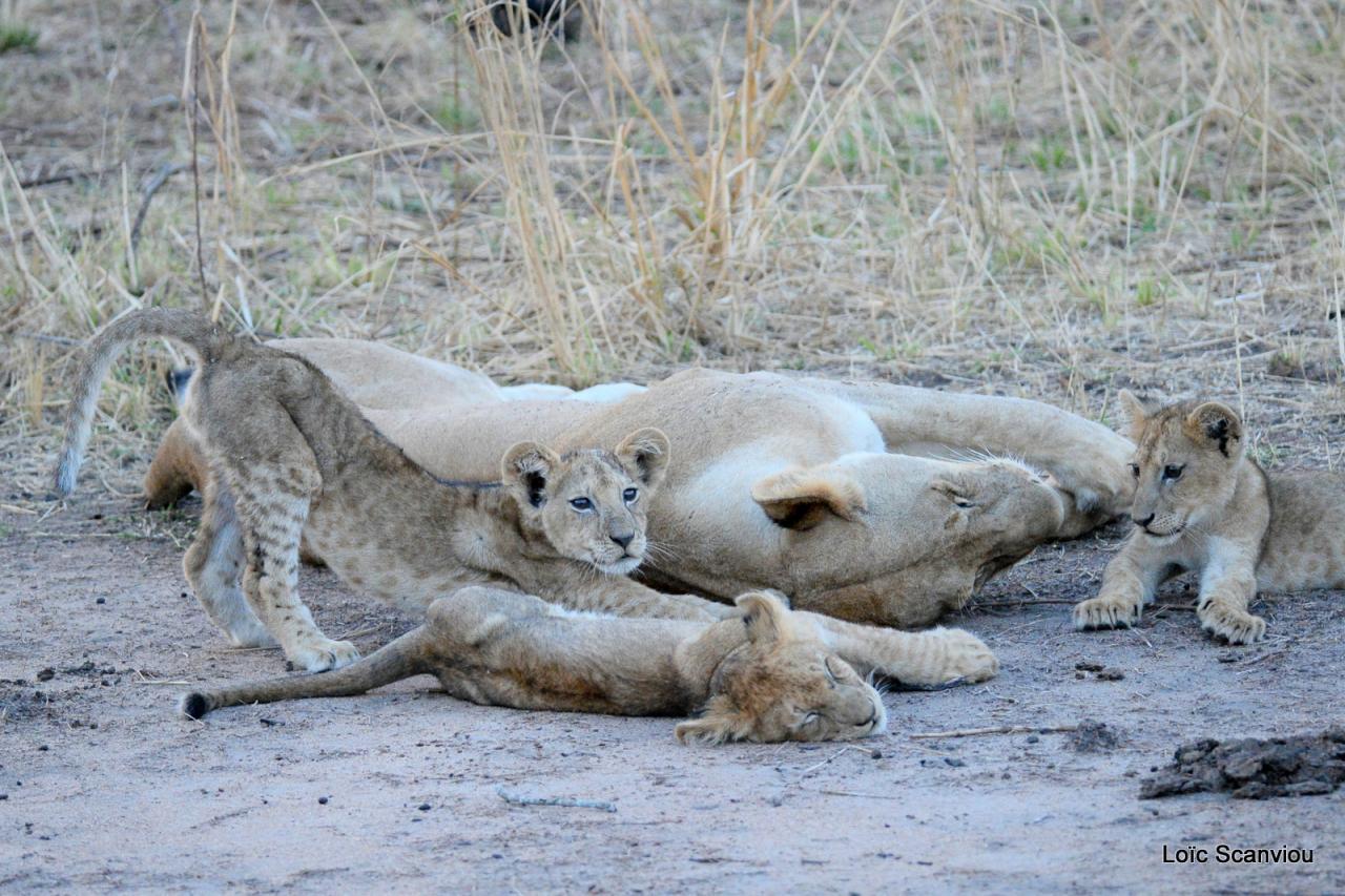 Lion (19)