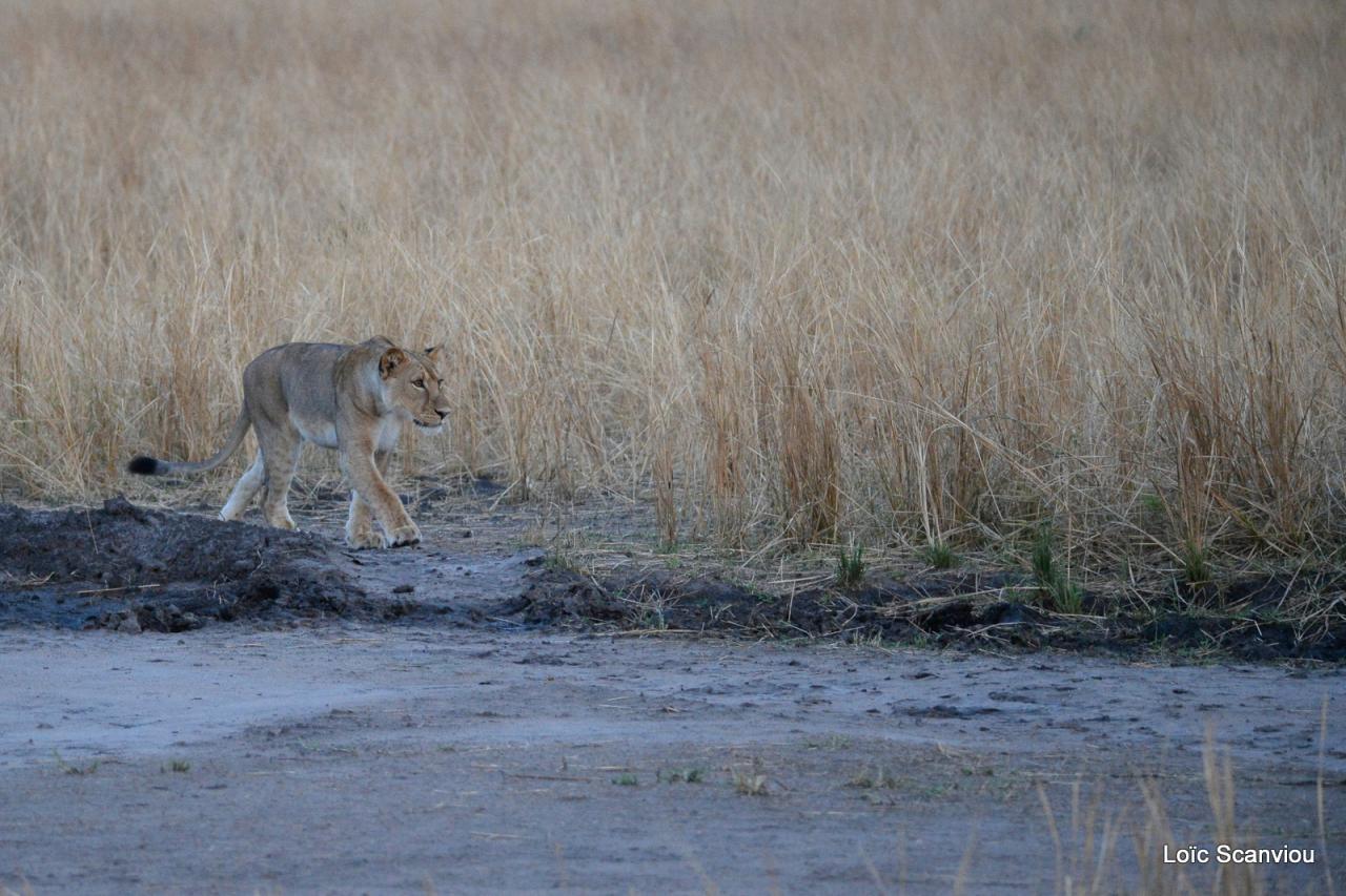 Lion (20)