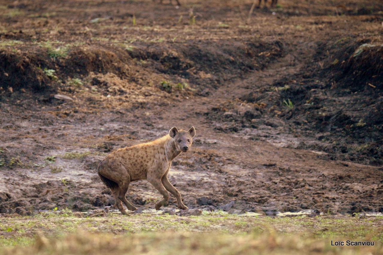 Hyène tachetée/Spotted Hyena (1)