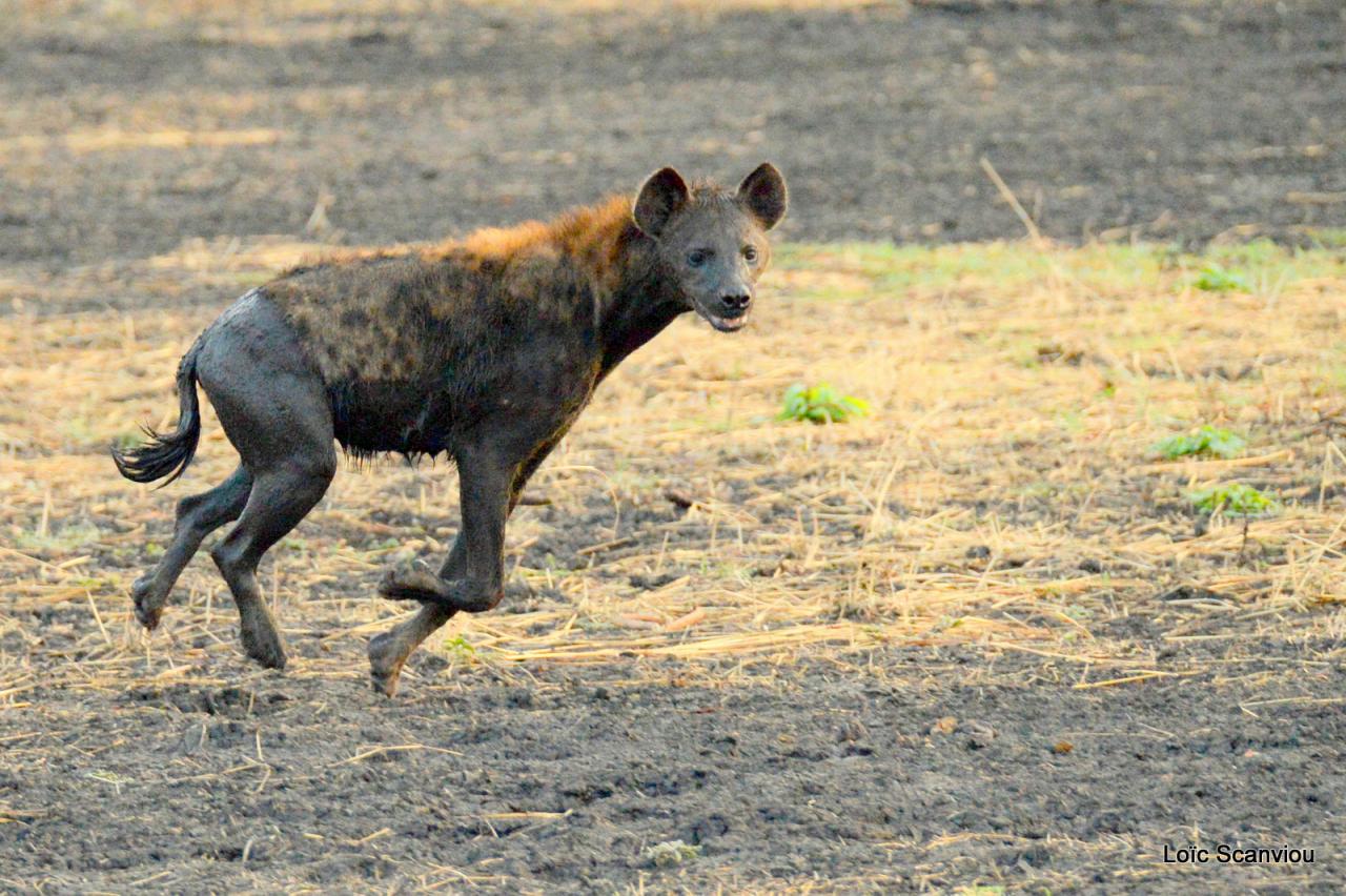 Hyène tachetée/Spotted Hyena (3)