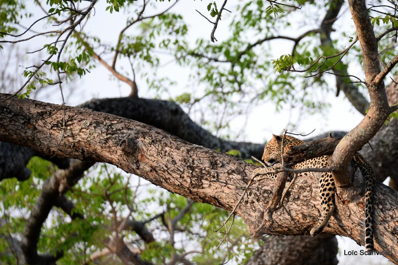 Léopard se reposant dans un arbre (7)