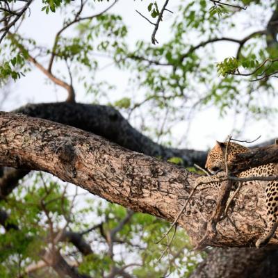 Tanzanie octobre 2017