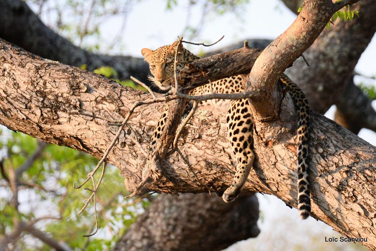 Léopard se reposant dans un arbre (8)