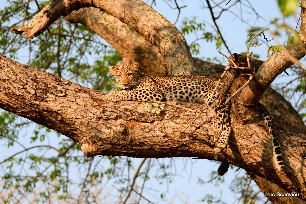 Léopard se reposant dans un arbre (9)