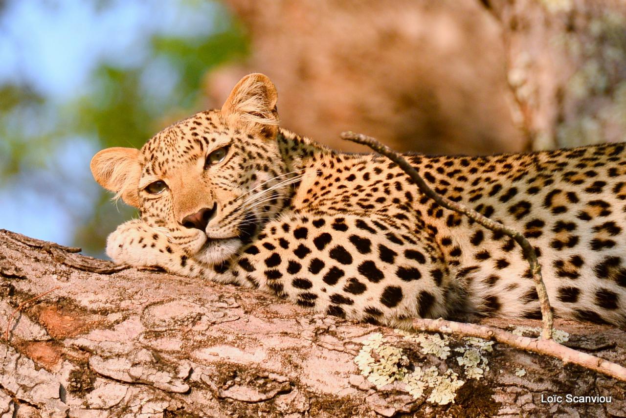 Léopard se reposant dans un arbre (12)