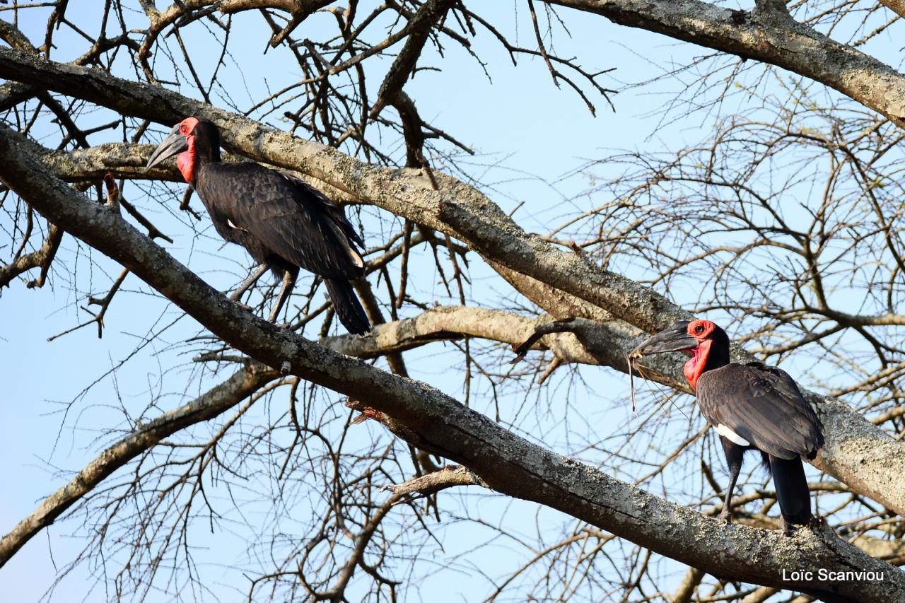 Bucorve/Ground Hornbill (4)