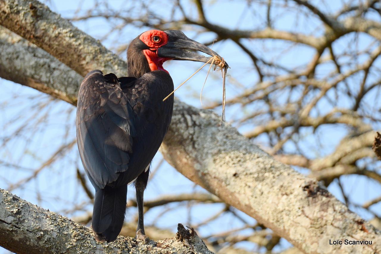 Bucorve/Ground Hornbill (5)