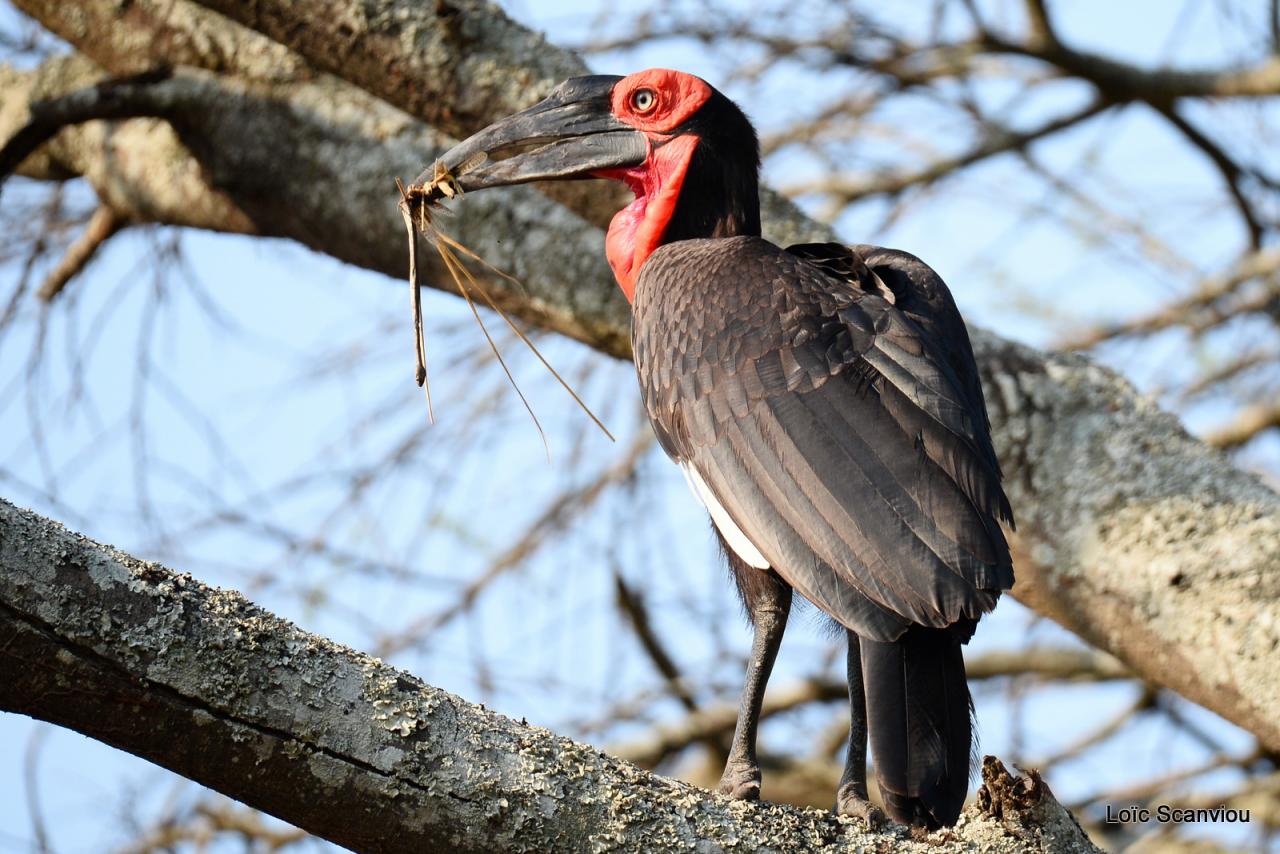 Bucorve/Ground Hornbill (6)