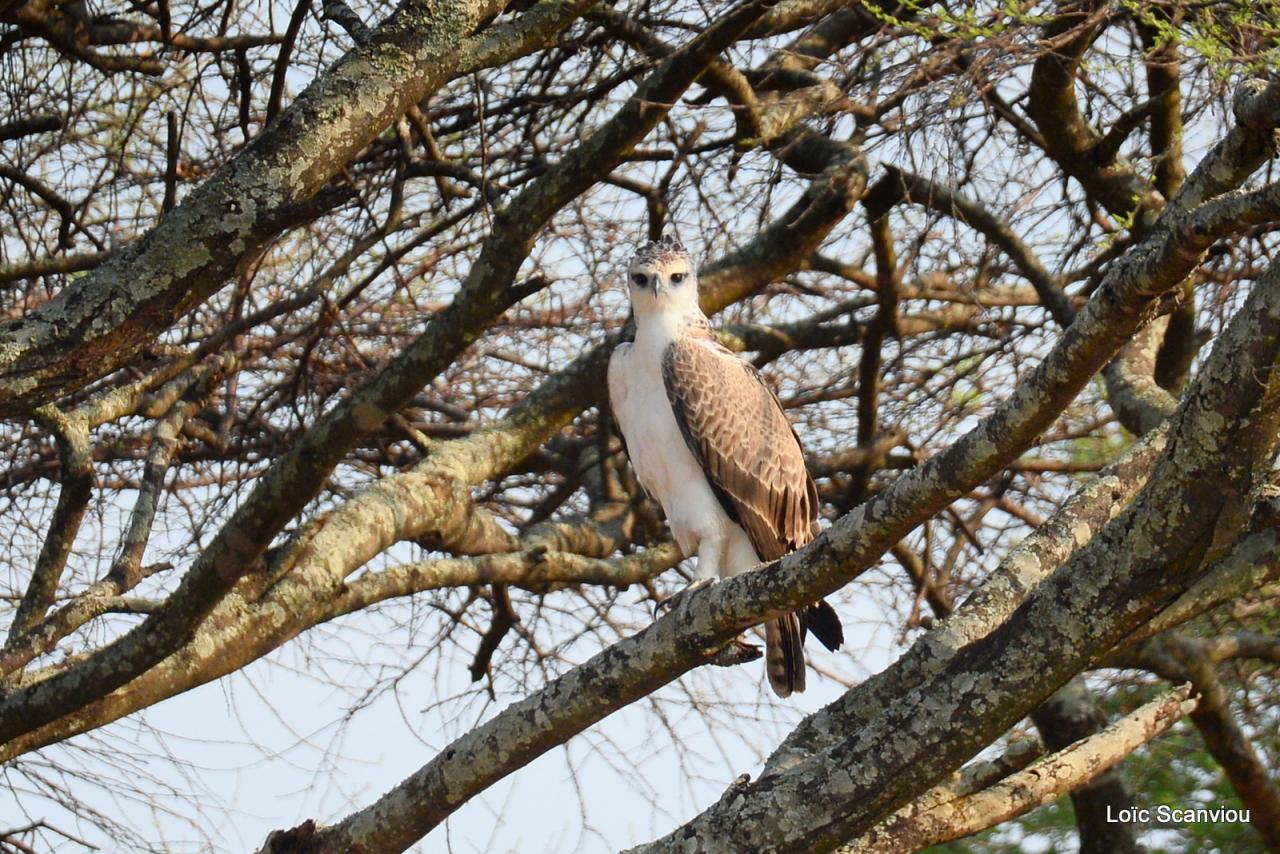 Aigle martial juvénile/Juvenile Martial Eagle (1)
