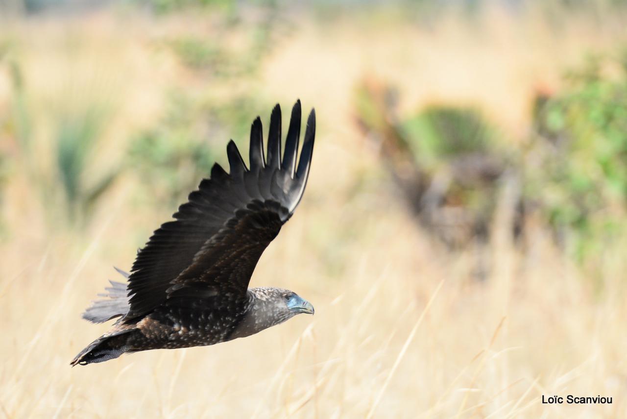 Aigle bateleur juvénile/Juvenile Bateleur Eagle (2)